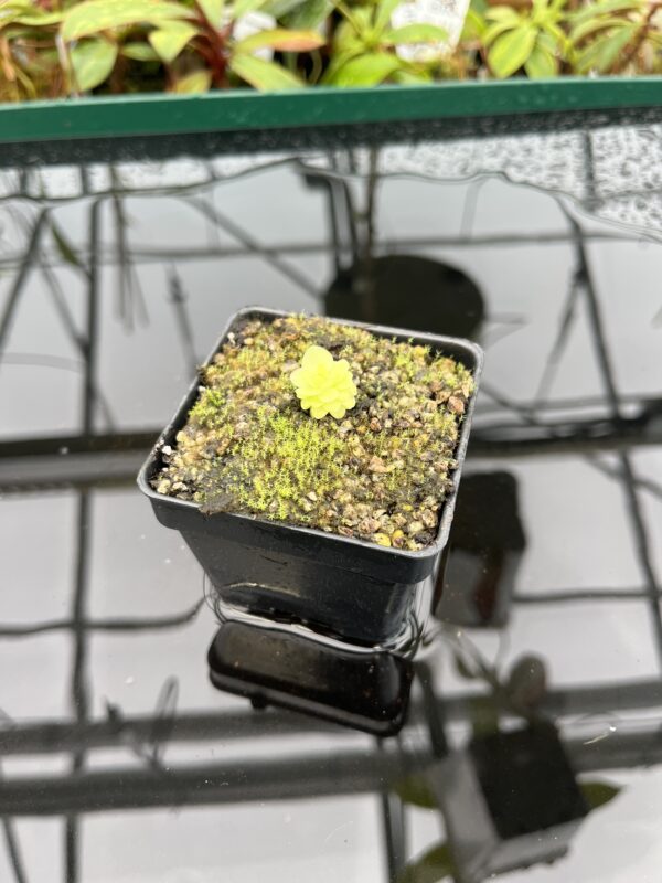 Wide Angle of Pinguicula mirandae {Stan Lampard clone, Oaxaca, Mexico} | Best Carnivorous Plants | BCP-576 | 20339