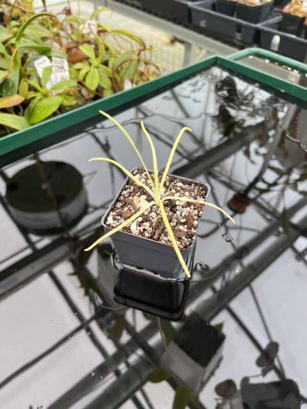 Wide Angle of Pinguicula moctezumae {very big flower, clone selected from seeds collected on a type locality} | Best Carnivorous Plants | BCP-2018 | 20349