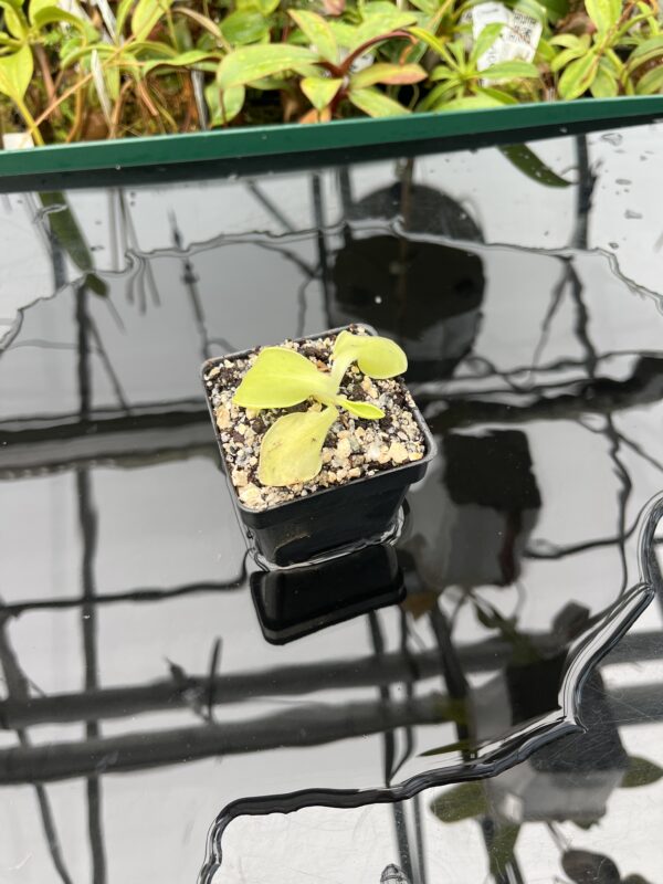 Wide Angle of Pinguicula oblongiloba {Patzcuaro, Michoacan, Mexico} | Best Carnivorous Plants | BCP-2133 | 20584