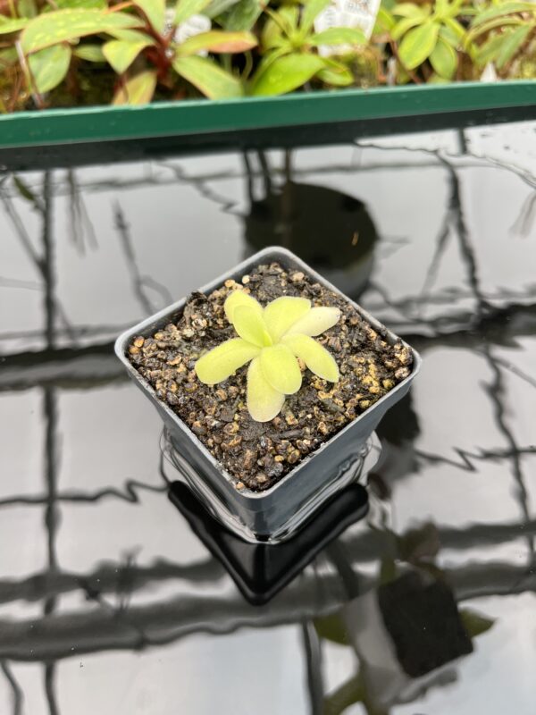Wide Angle of Pinguicula spec. Sumidero I. | Best Carnivorous Plants | BCP-448 | 20344