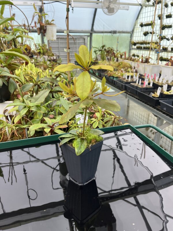 Wide Angle of Rhododendron dielsianum | Florae Collaborative | 20472