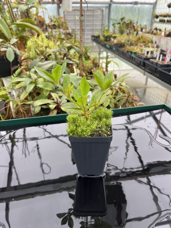 Wide Angle of Rhododendron lochiae | Florae Collaborative | 20384