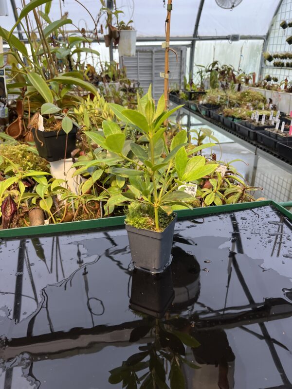 Wide Angle of Rhododendron lochiae | Florae Collaborative | 20429
