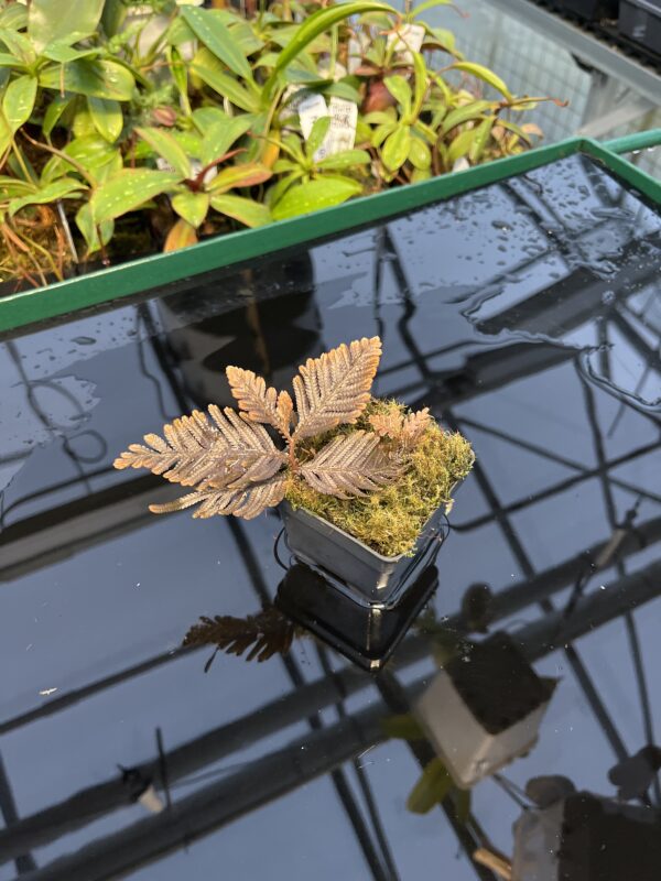 Wide Angle of Selaginella megalura 'Borneo' (Indonesia, Borneo) | Florae Collaborative | FC-596 | 20435