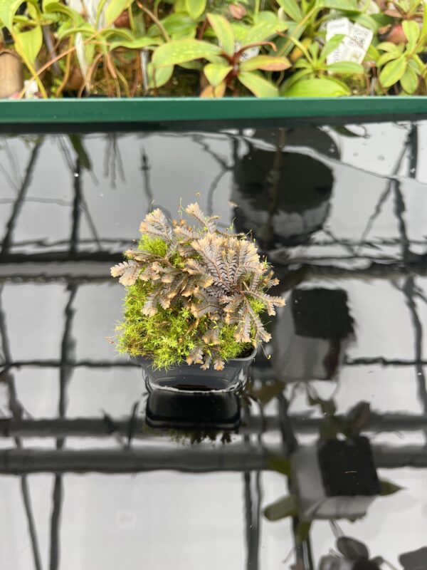 Wide Angle of Selaginella sp | Florae Collaborative | FC-581 | 20463