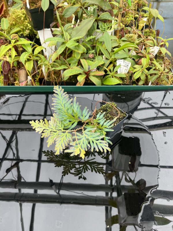 Wide Angle of Selaginella sp | Florae Collaborative | FC-589 | 20458