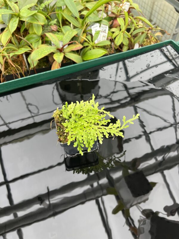 Wide Angle of Selaginella sp | Florae Collaborative | FC-590 | 20460