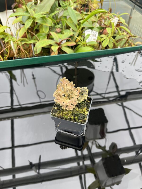 Wide Angle of Selaginella sp | Florae Collaborative | FC-593 | 20461