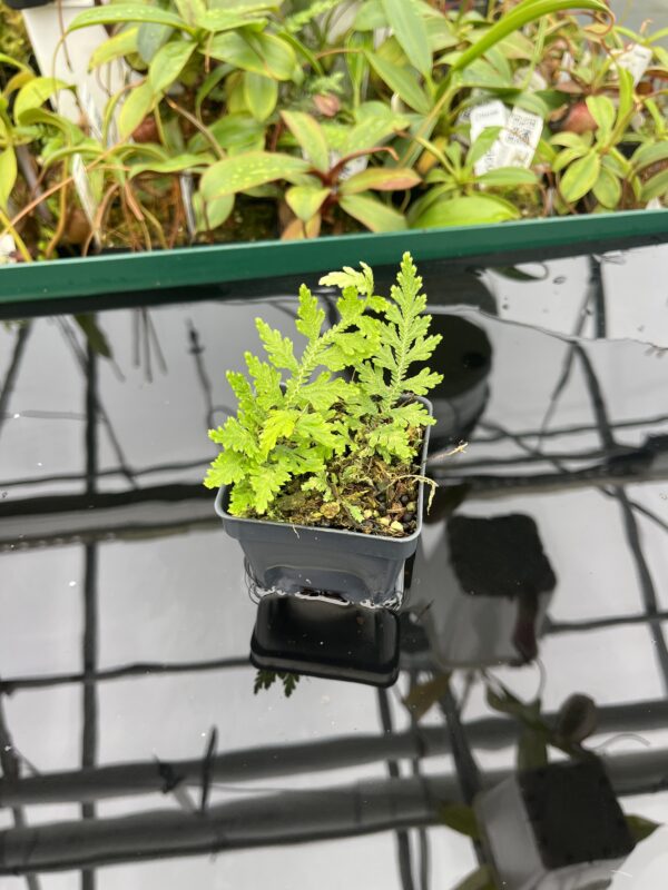 Wide Angle of Selaginella sp Madagascar | Florae Collaborative | FC-577 | 20464