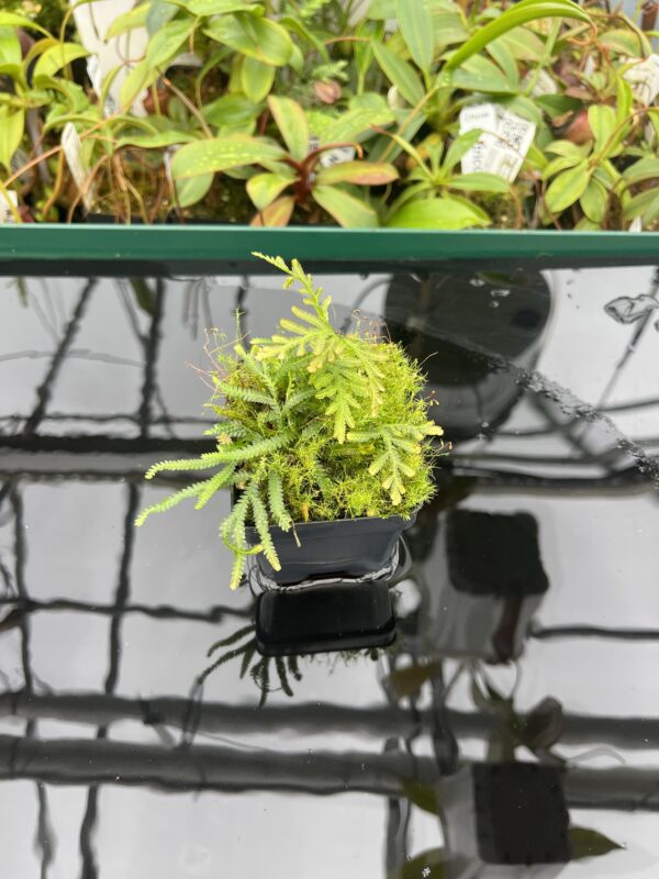 Wide Angle of Selaginella sp indonesia | Florae Collaborative | FC-582 | 20456