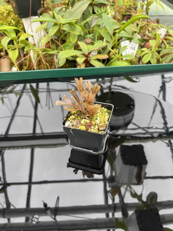Wide Angle of Selaginella sp orange (Indonesia) | Florae Collaborative | FC-583 | 20457