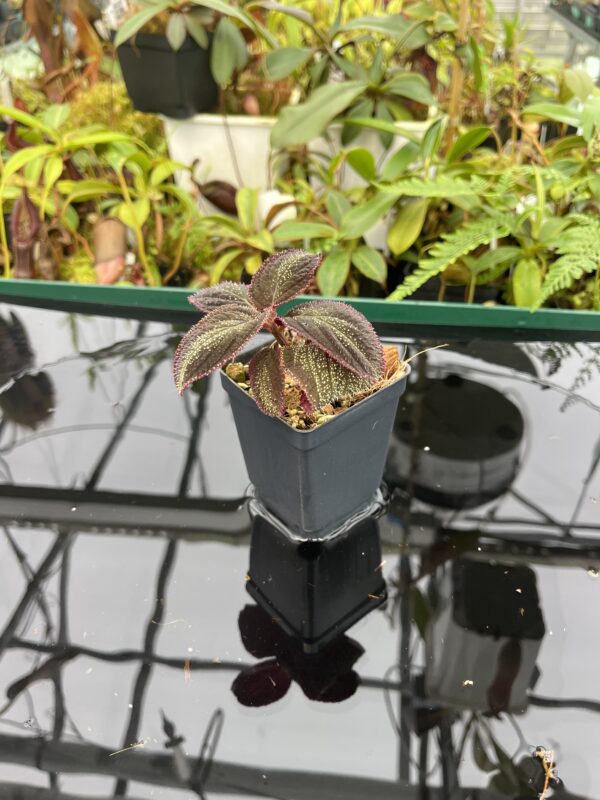 Wide Angle of Sonerila sp Phitsanulok (Thailand) | Florae Collaborative | 20622