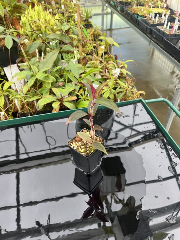 Wide Angle of Sonerila sp vietnam | Florae Collaborative | 20455