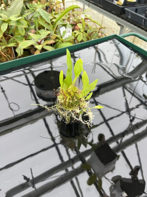 Wide Angle of Utricularia alpina | Best Carnivorous Plants | BCP-1960 | 20526