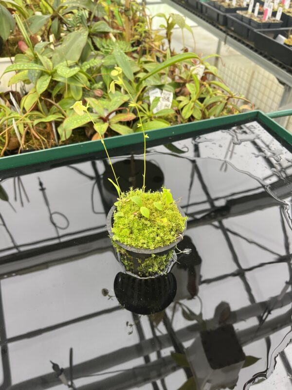 Wide Angle of Utricularia asplundii x U. campbelliana {mixed clones} | Best Carnivorous Plants | BCP-1655 | 20556