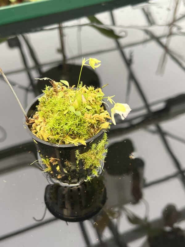 Wide Angle of Utricularia jamesoniana {Amuri Tepui, Chimanta Massif, Venezuela} | Best Carnivorous Plants | 20558