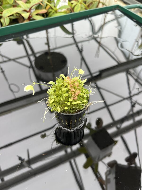 Wide Angle of Utricularia jamesoniana {near Casabito, Dominican Republic} | Best Carnivorous Plants | BCP-2029 | 20527