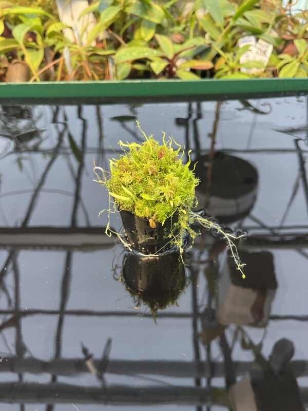 Wide Angle of Utricularia mannii {Mount Cameroon, Cameroon, Africa, 2000 m} | Best Carnivorous Plants | BCP-1500 | 20448