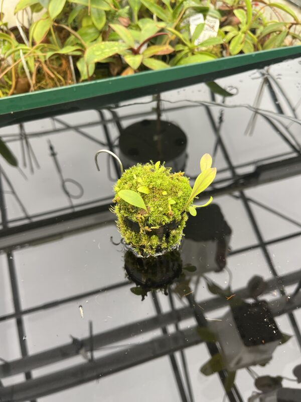 Wide Angle of Utricularia praetermissa {Cordillera de Talamanca, Panama, 1100m} | Best Carnivorous Plants | BCP-1545 | 20577