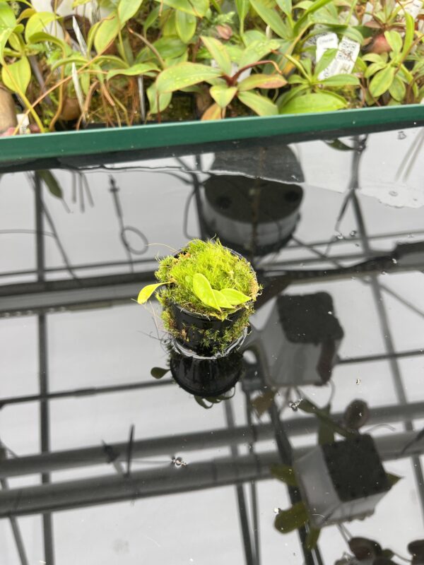 Wide Angle of Utricularia quelchii | Best Carnivorous Plants | 20528