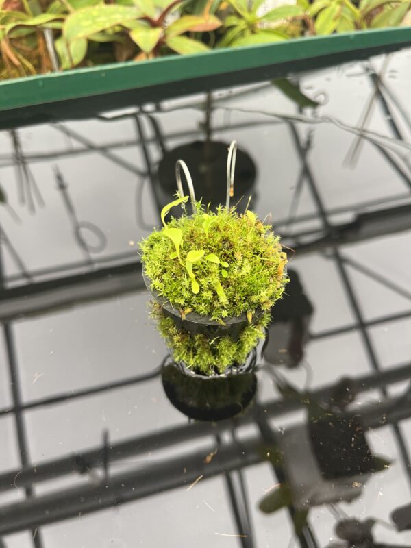 Wide Angle of Utricularia quelchii | Best Carnivorous Plants | BCP-138 | 20576