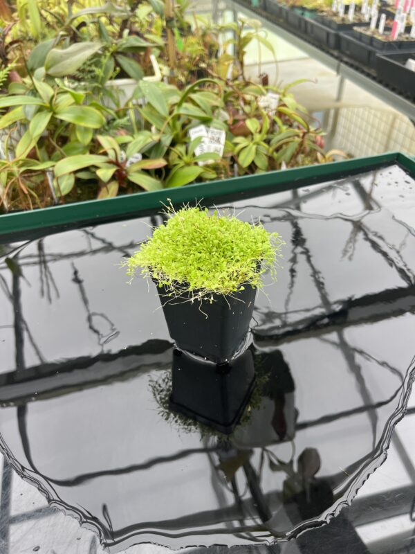 Wide Angle of Utricularia sandersonii 'Blue' | Florae Collaborative | 20398