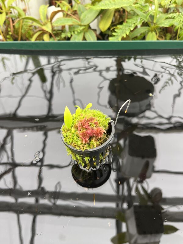 Wide Angle of Utricularia uxoris {El Copal, Pejibaye, Cartago province, Costa Rica} | Best Carnivorous Plants | BCP-2186, 2092 | 20726