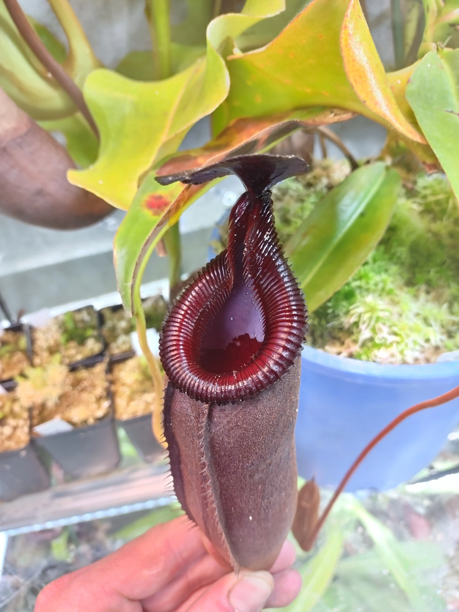 Nepenthes leonardoi x edwardsiana