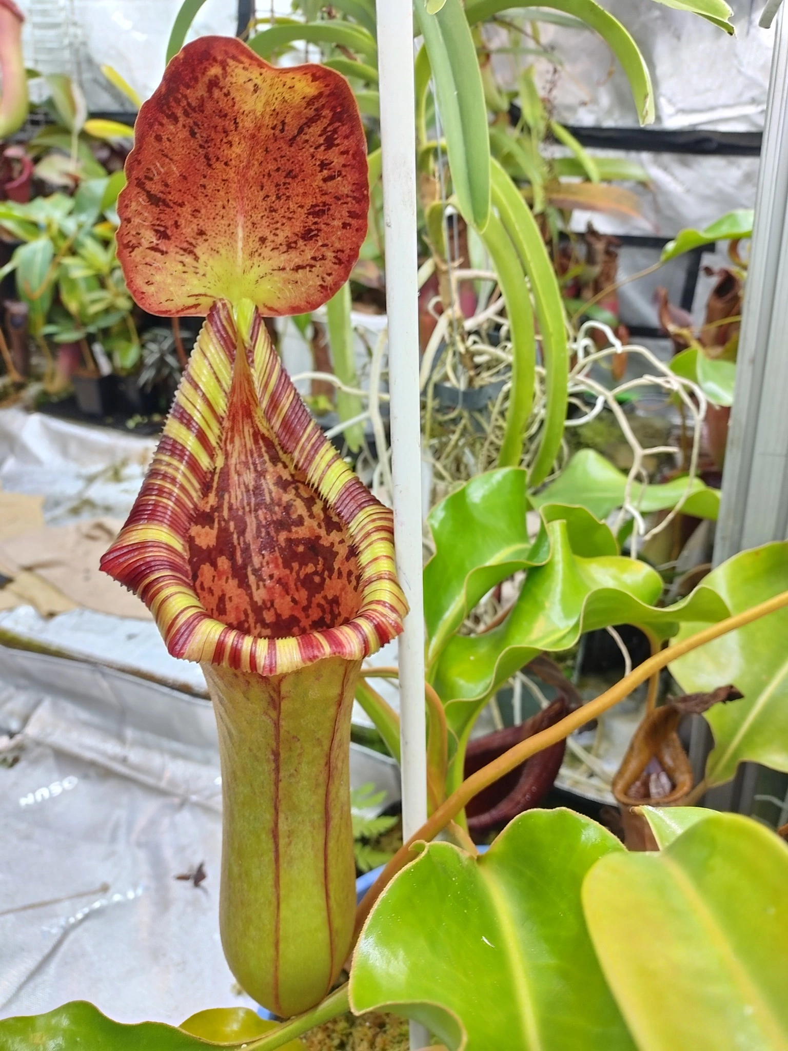 Nepenthes robcantleyi x (lowii x truncata)