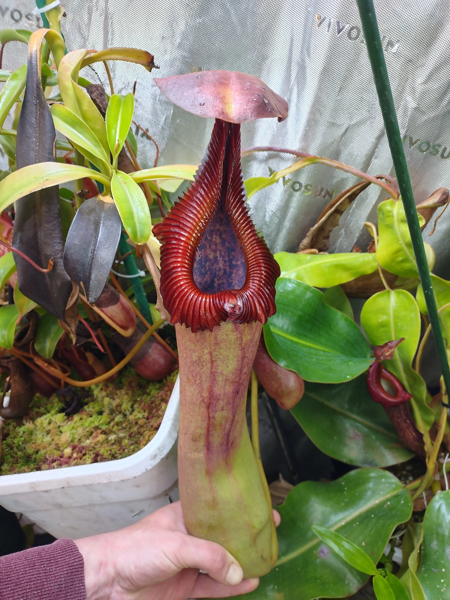 Collector Collab - Joe Sullivan — Florae Collaborative
