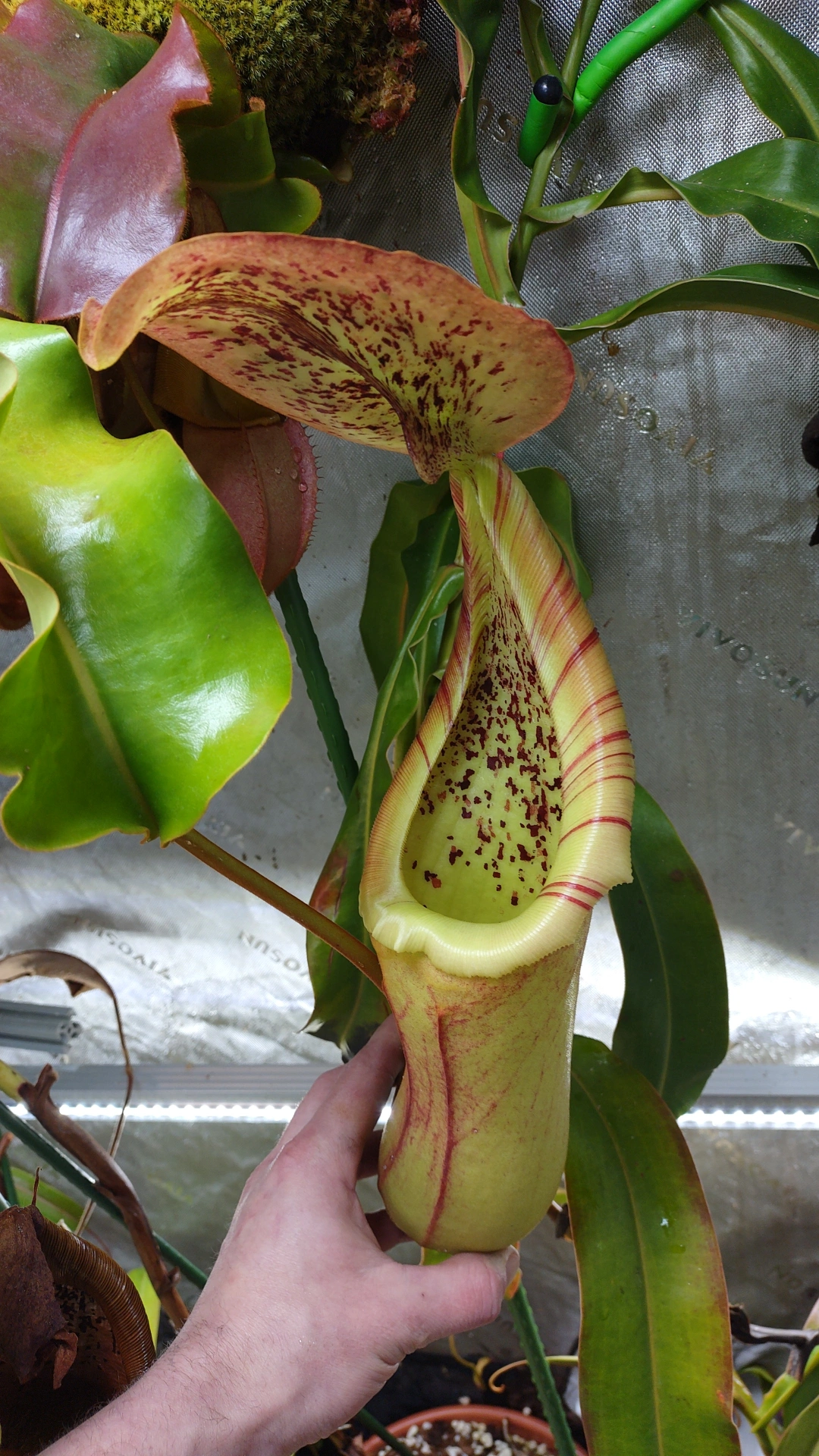 Nepenthes truncata x (truncata x ephippiata)