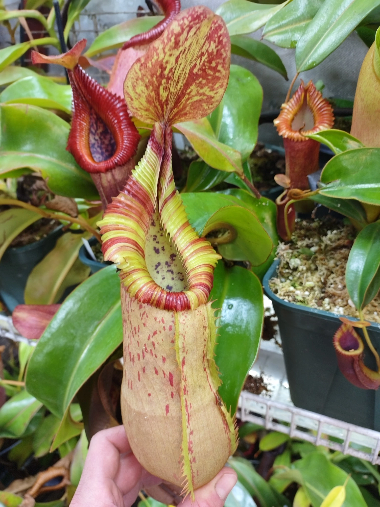 Nepenthes veitchii x edwardsiana