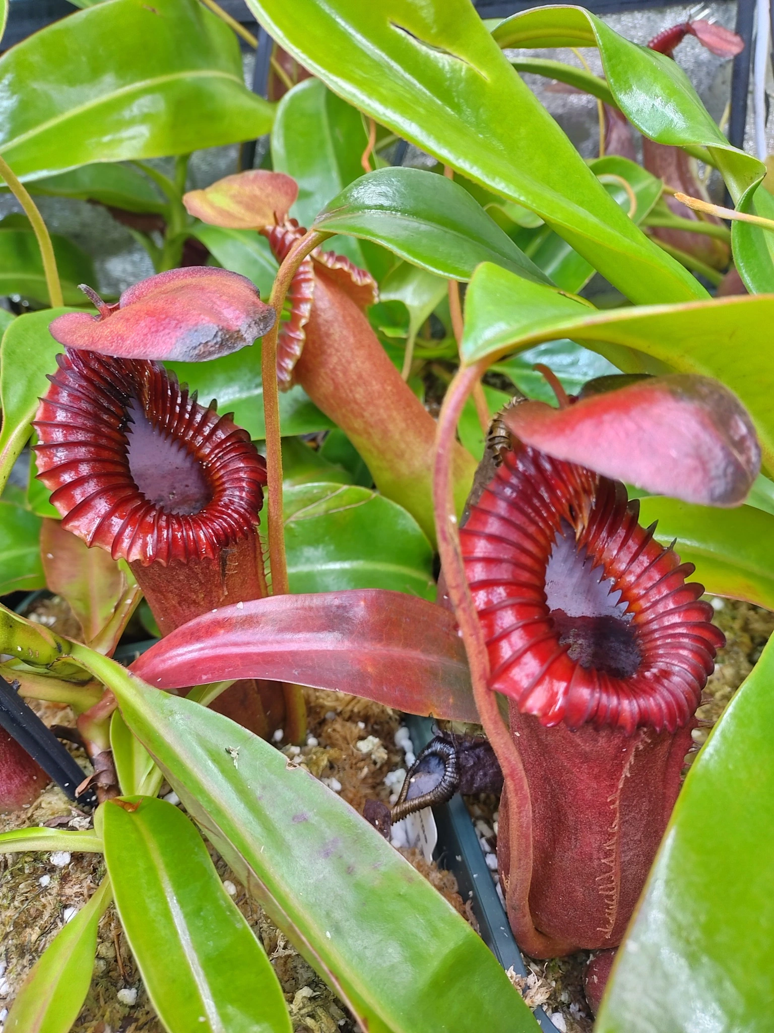 Nepenthes (ventricosa x trusmadiensis) x edwardsiana