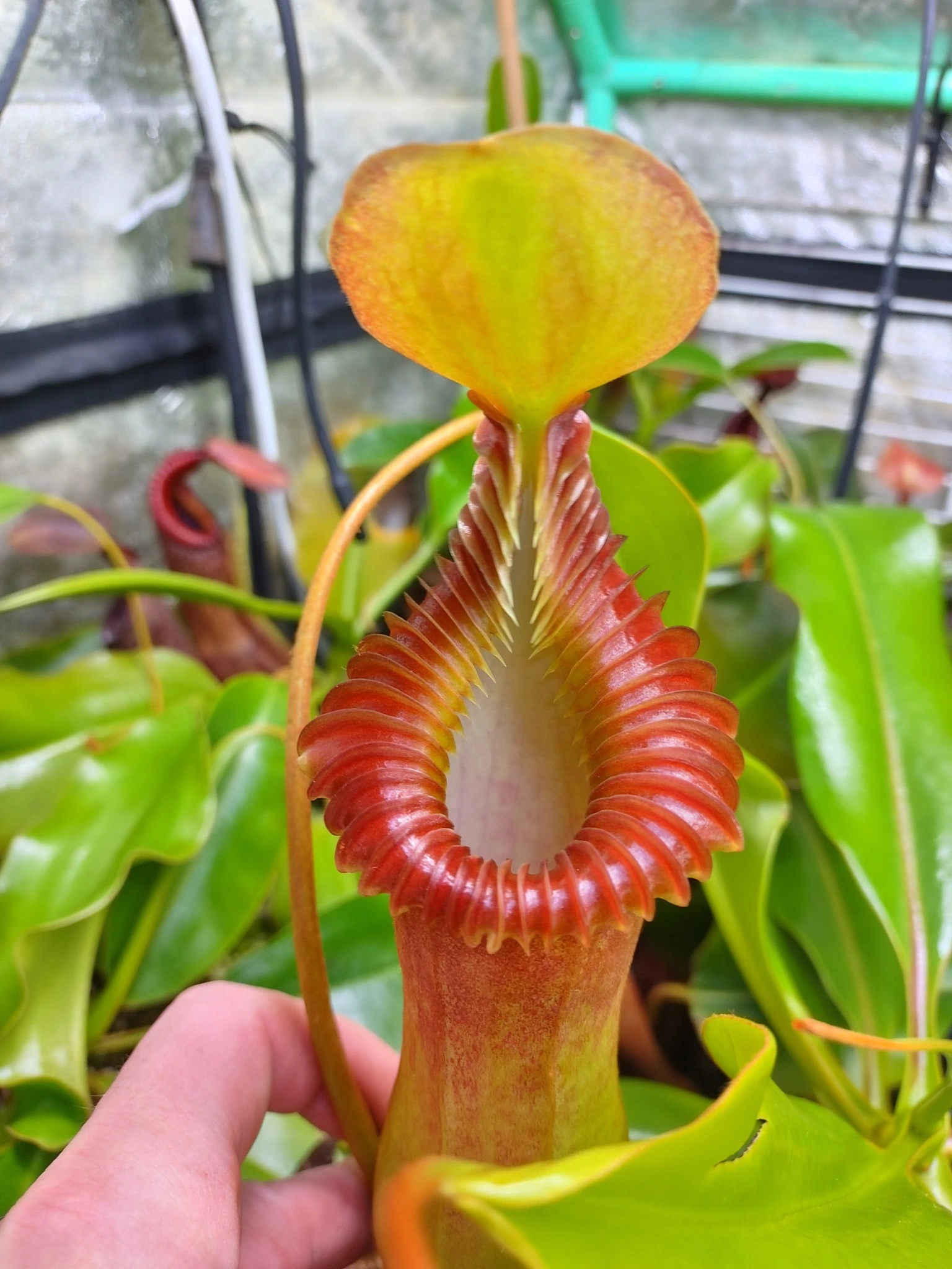 Nepenthes (ventricosa x trusmadiensis) x edwardsiana