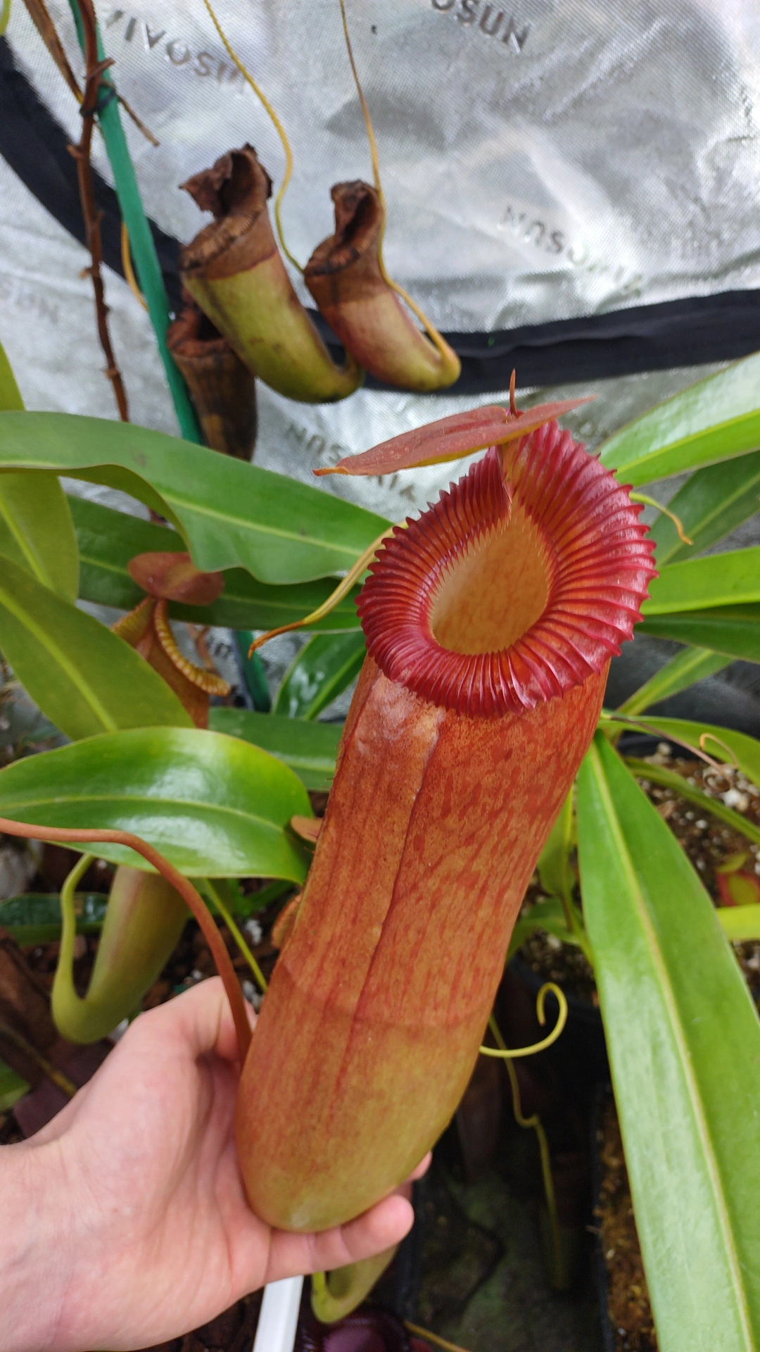 Nepenthes (ventricosa x sibuyansis) x edwardsiana-CollectorCollab-JoeSullivan
