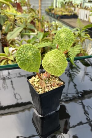 Close Up of Begonia U690 (Africa) | Florae Collaborative | 20729