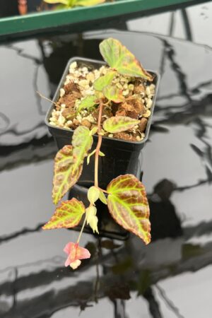 Close Up of Begonia dracopeltata hybrid | Florae Collaborative | 20938