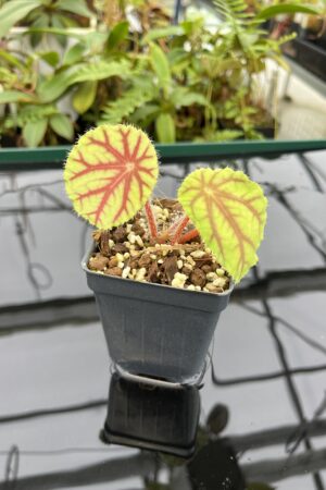 Close Up of Begonia quadrialata (Africa) | Florae Collaborative | 20776