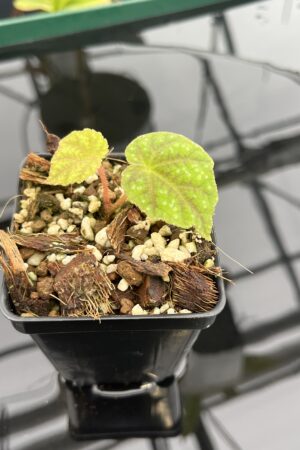 Close Up of Begonia shiwanshanensis (China) | Florae Collaborative | IN20939