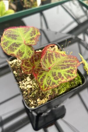 Close Up of Begonia sp Sumatra Utura (Indonesia, Sumatra) | Florae Collaborative | IN20915