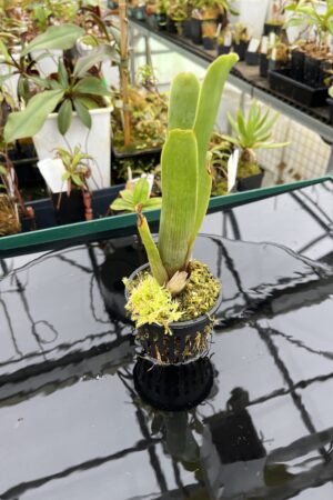 Close Up of Brocchinia aff. steyermarkii {seedgrown, slender form, Auyan Tepui plateau, Venezuela} | Best Carnivorous Plants | BCP-2267-00 | 20911