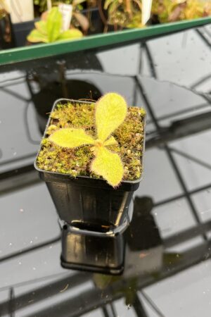 Close Up of Drosera schizandra {clone 11, Mount Bartle Frere, Cairns Region, Queensland, Australia} | Best Carnivorous Plants | BCP-11 | 21049