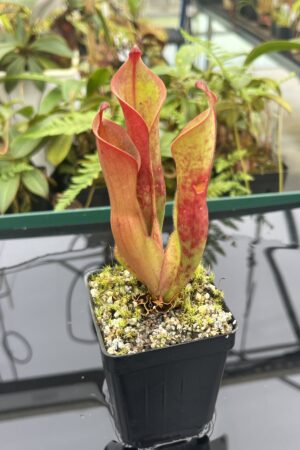 Close Up of Heliamphora arenicola x ceracea | Andreas Wistuba | AW-ISC | 20831