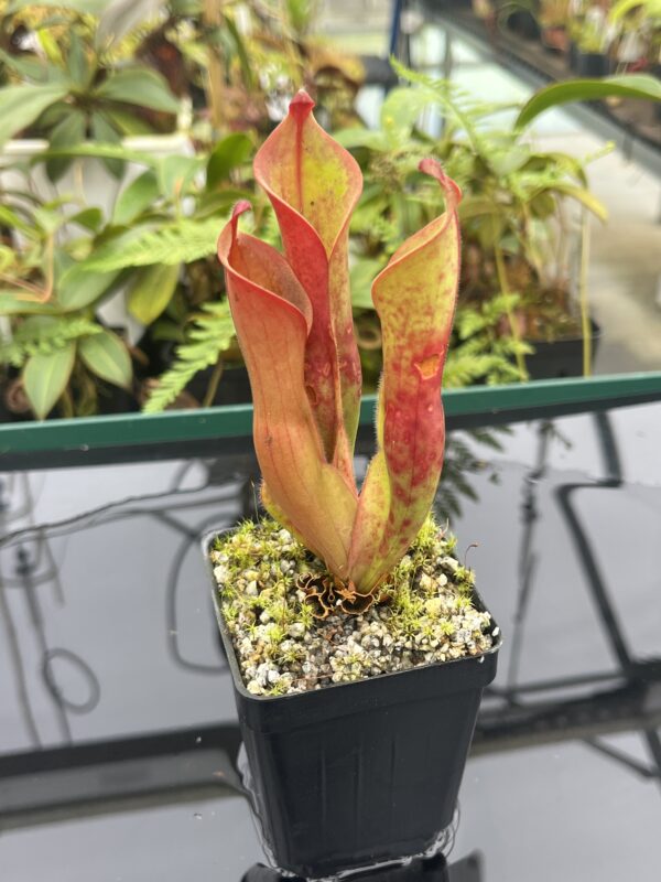 Close Up of Heliamphora arenicola x ceracea | Andreas Wistuba | AW-ISC | 20831