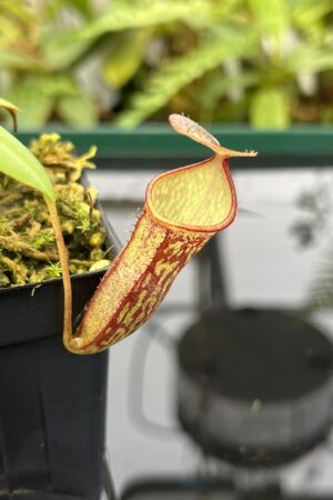 Close Up of Nepenthes adnata x campanulata | Best Carnivorous Plants | BCP-323 | 20824