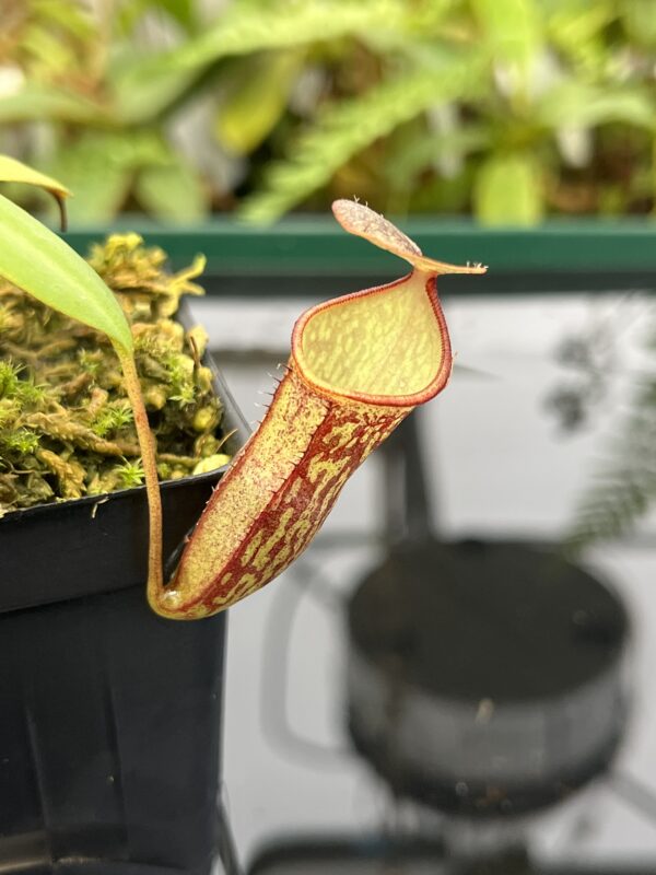Close Up of Nepenthes adnata x campanulata | Best Carnivorous Plants | BCP-323 | 20824