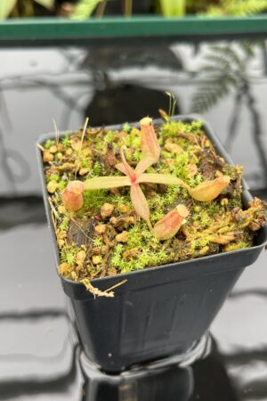 Close Up of Nepenthes albomarginata, red (Gunung Jerai) | Florae | SG | Florae Collaborative | FC-367 | 20781