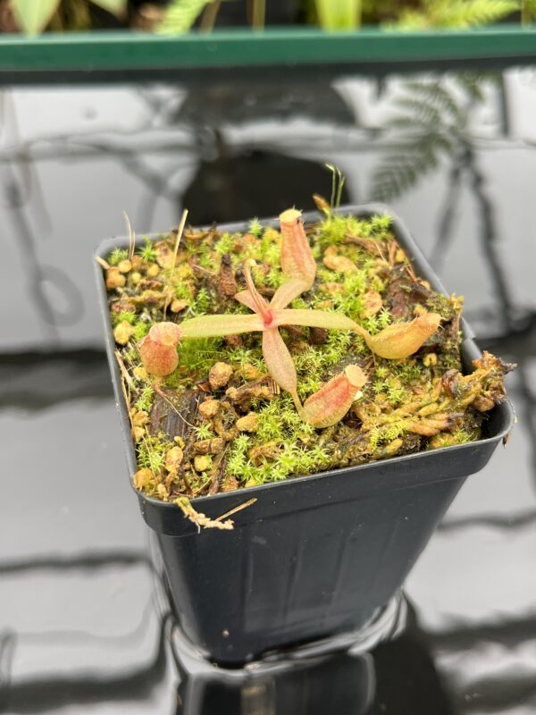 Close Up of Nepenthes albomarginata, red (Gunung Jerai) | Florae | SG | Florae Collaborative | FC-367 | 20781