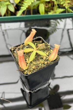 Close Up of Nepenthes albomarginata, red (Gunung Jerai) | Florae | SG | Florae Collaborative | FC-367 | 20782