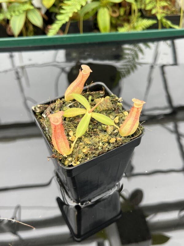 Close Up of Nepenthes albomarginata, red (Gunung Jerai) | Florae | SG | Florae Collaborative | FC-367 | 20782
